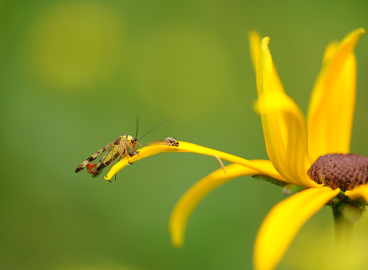 Image - communis insect nature