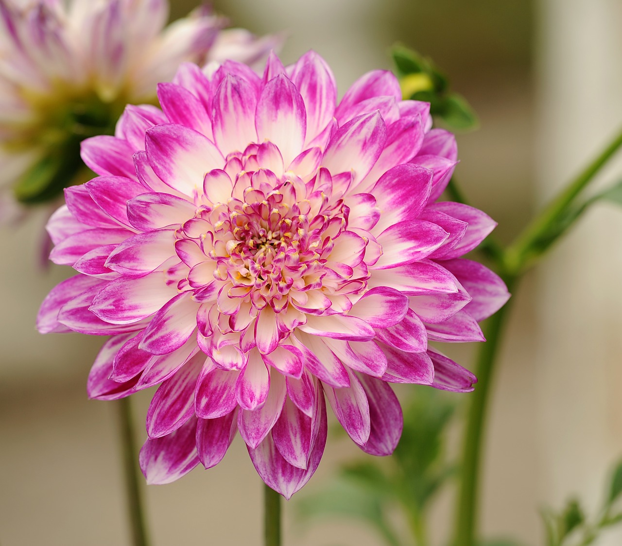 Image - dahlia flower plant nature pink