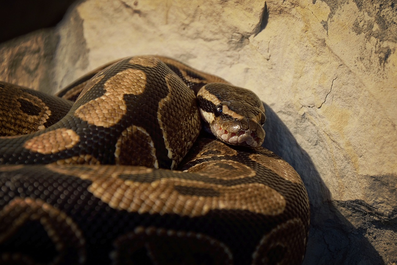 Image - snake wallpaper background