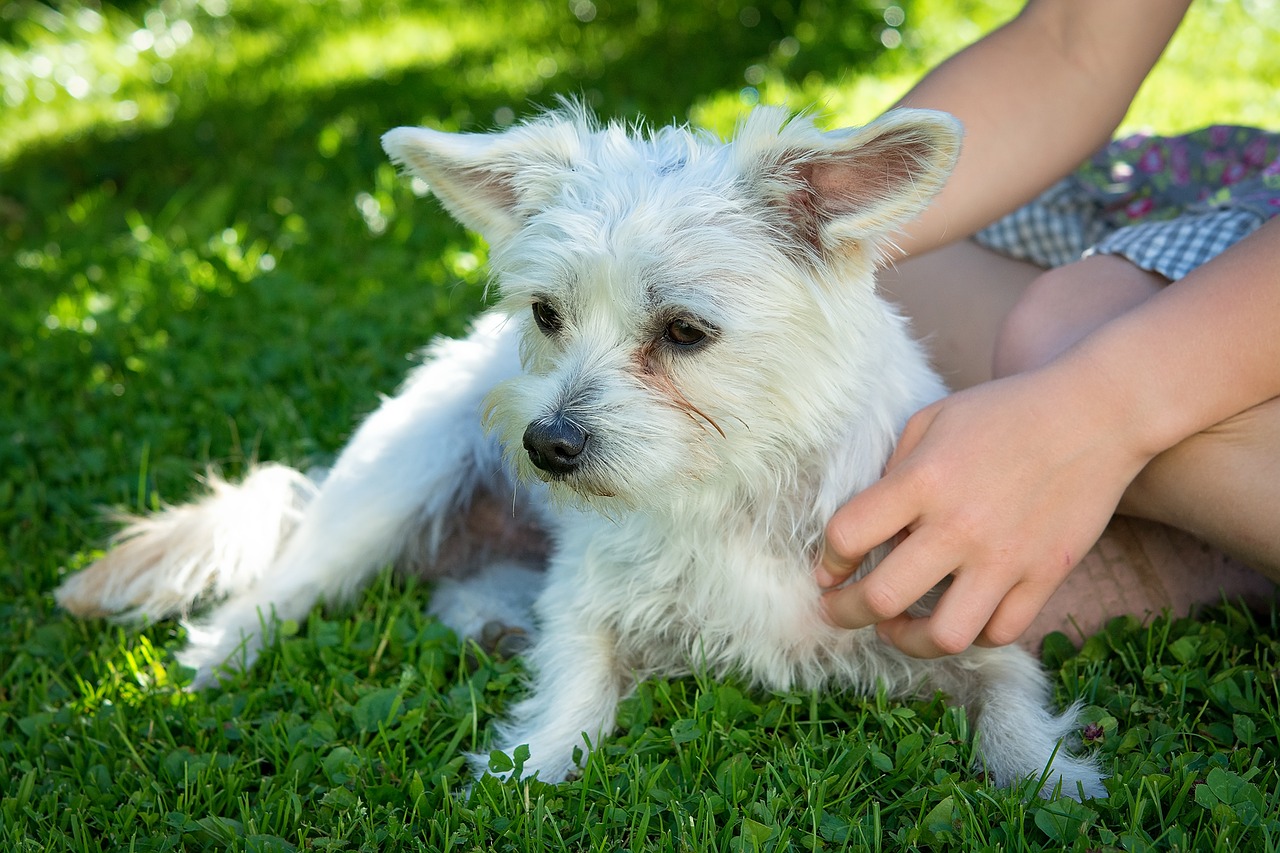 Image - dog pet white small dog meadow