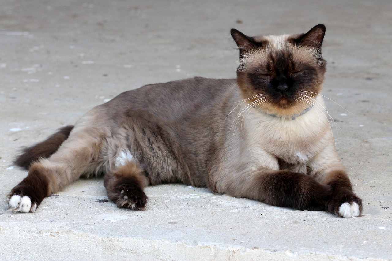 Image - cat burmese tired lazy