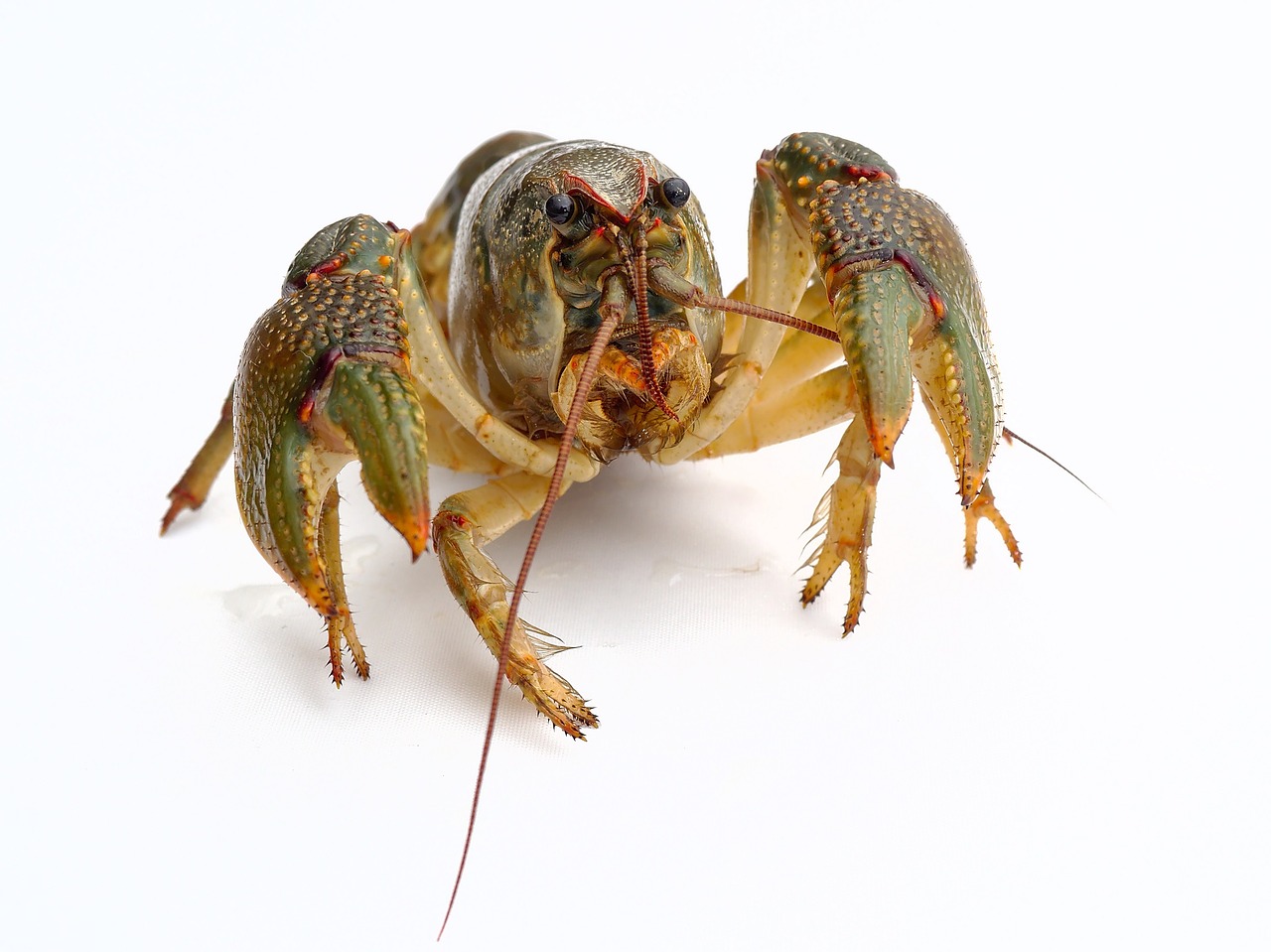 Image - lobster living crustacean food