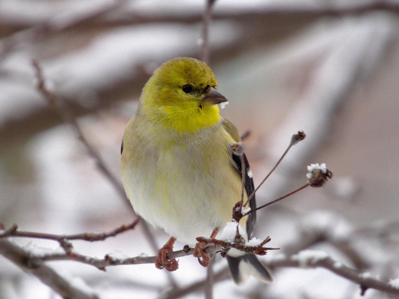 Image - goldfinch bird wildlife nature