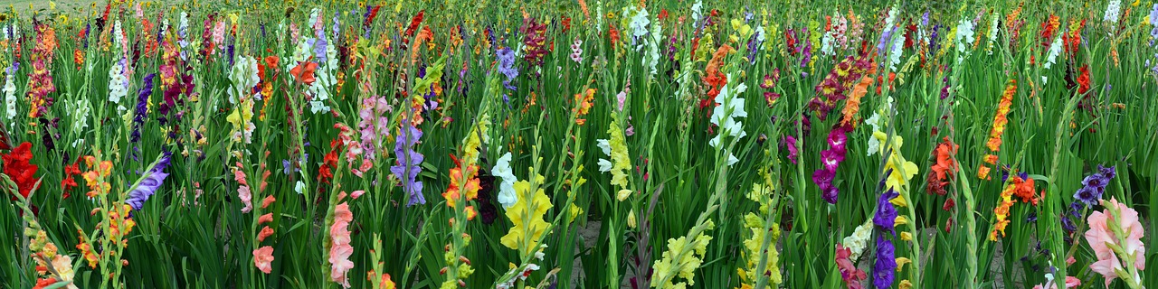 Image - gladiolus field of flowers panorama