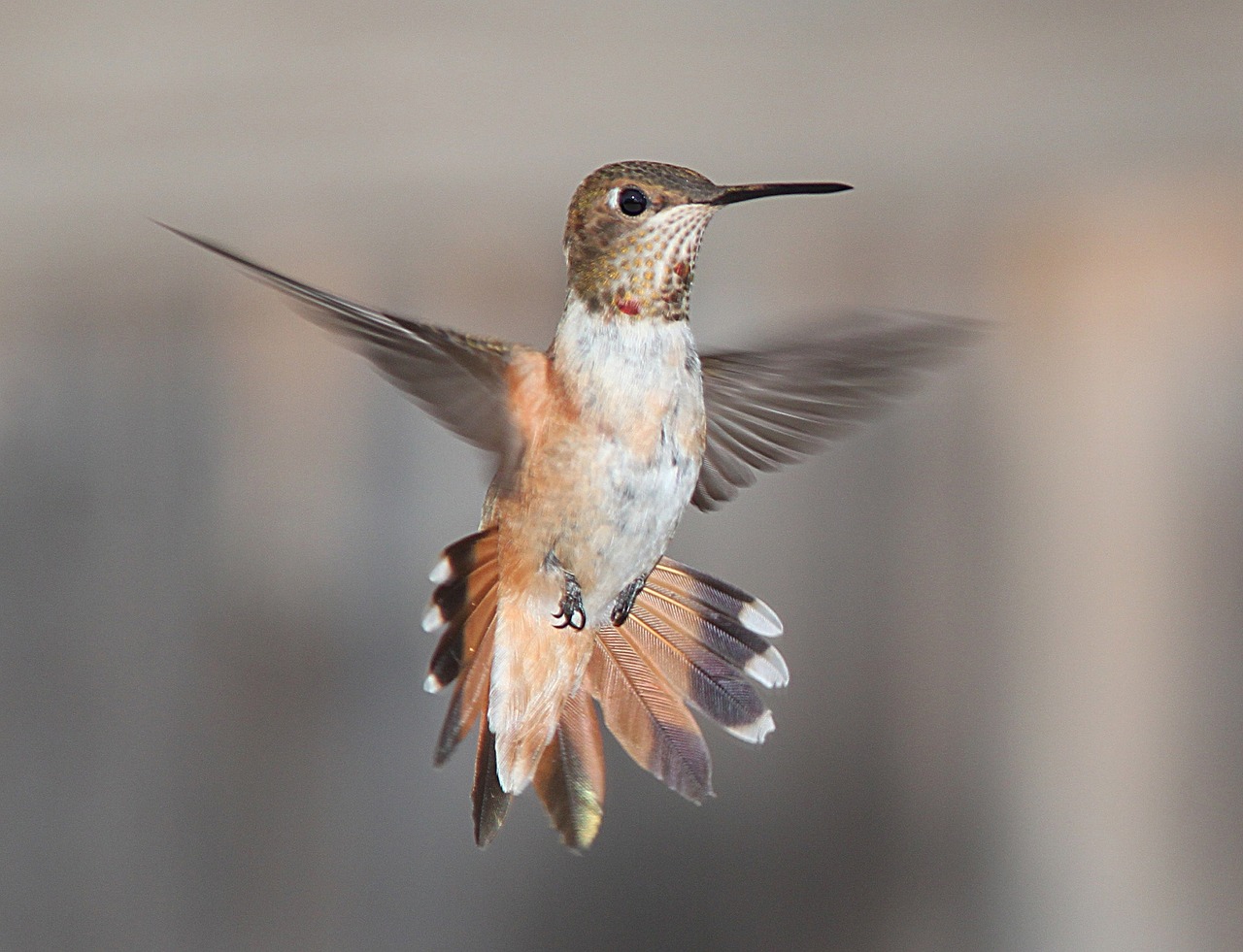 Image - hummingbird flying portrait