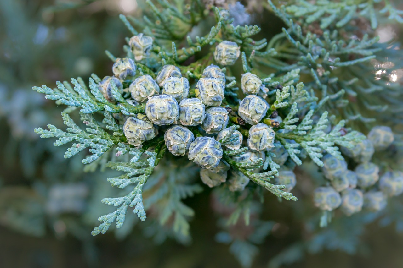 Image - thuja tree of life tap fruits