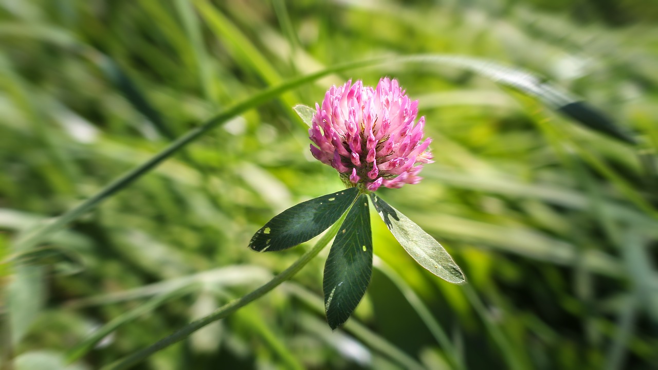 Image - klee red clover clover flower