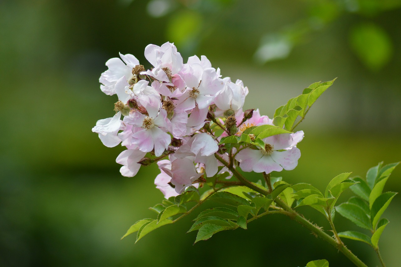 Image - pink rosebush flower petals garden