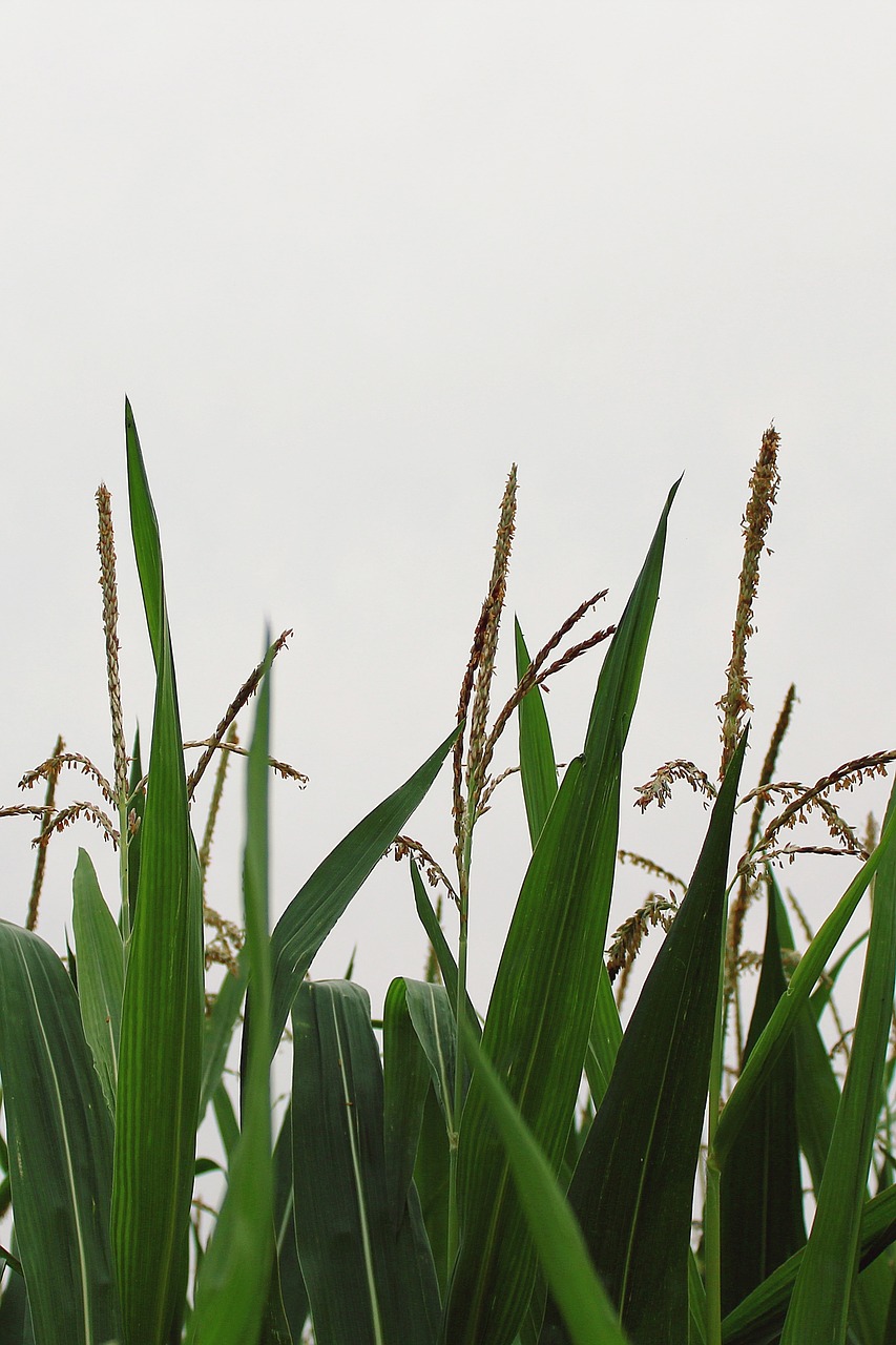 Image - corn cornfield agriculture field