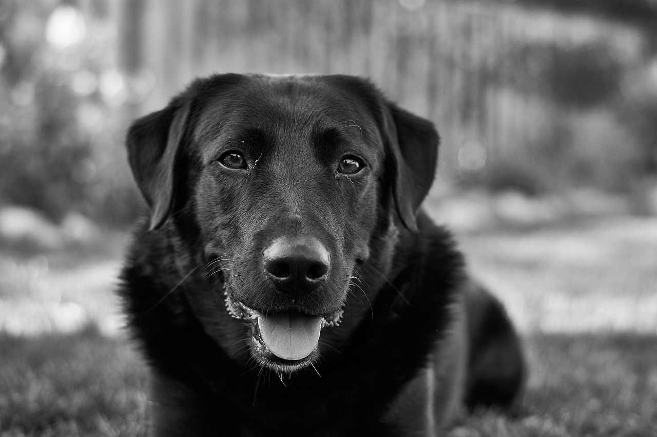 Image - labrador dog pet black fur