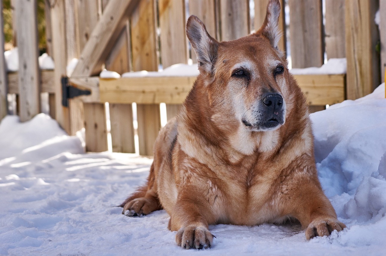 Image - dog senior pet winter outdoors