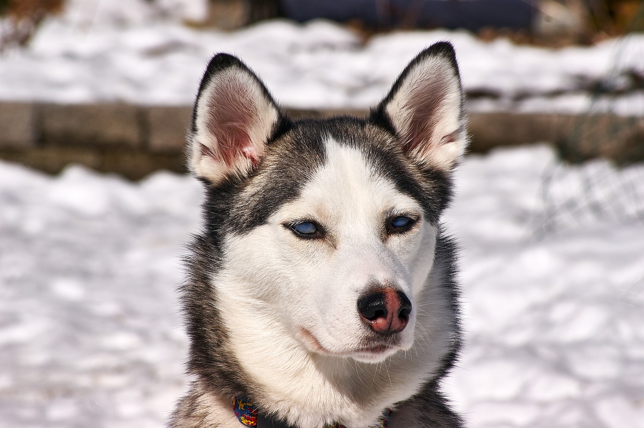 Image - husky dog outdoor blue eyes