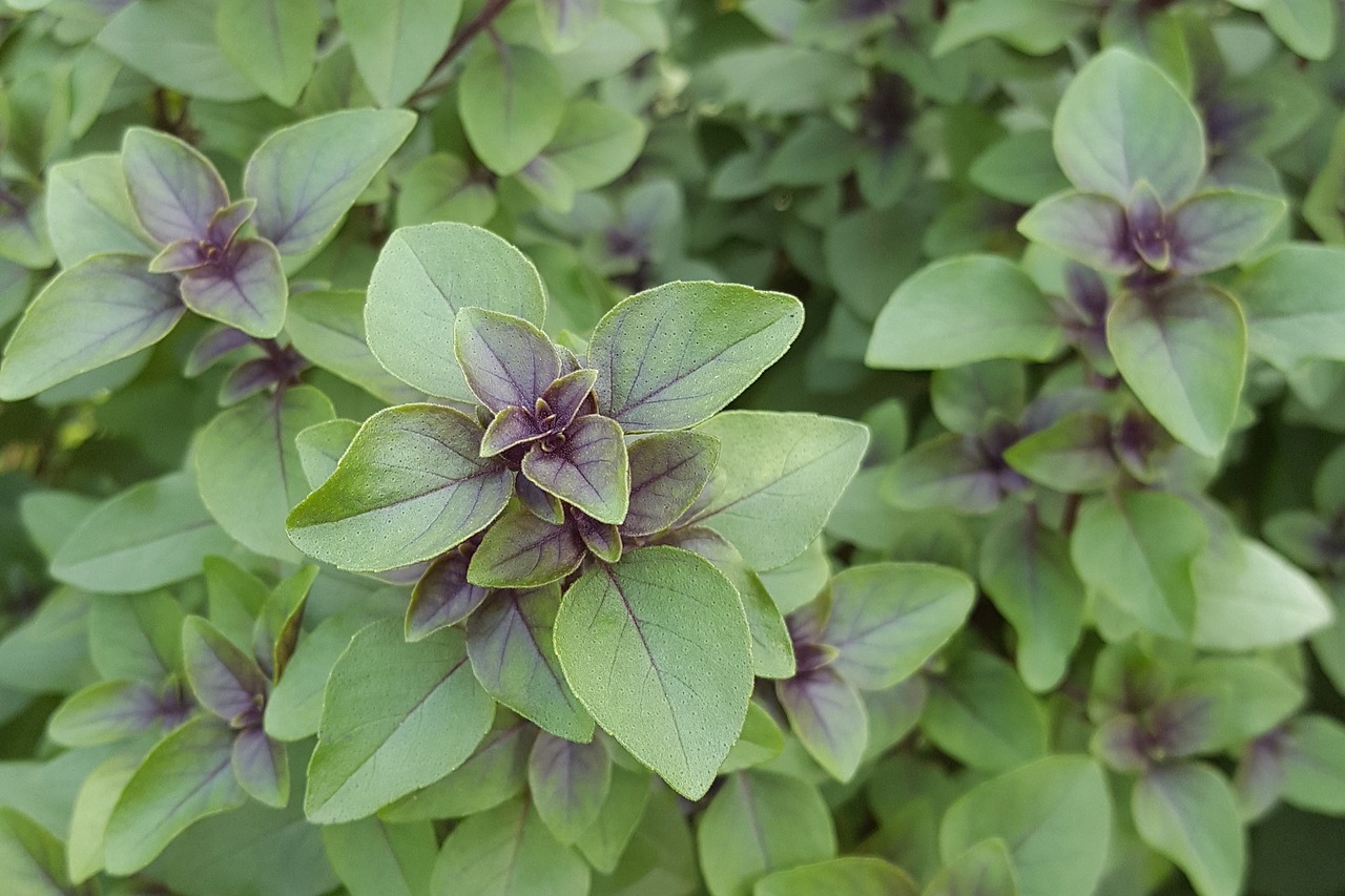 Image - tulsi spice aromatic herb