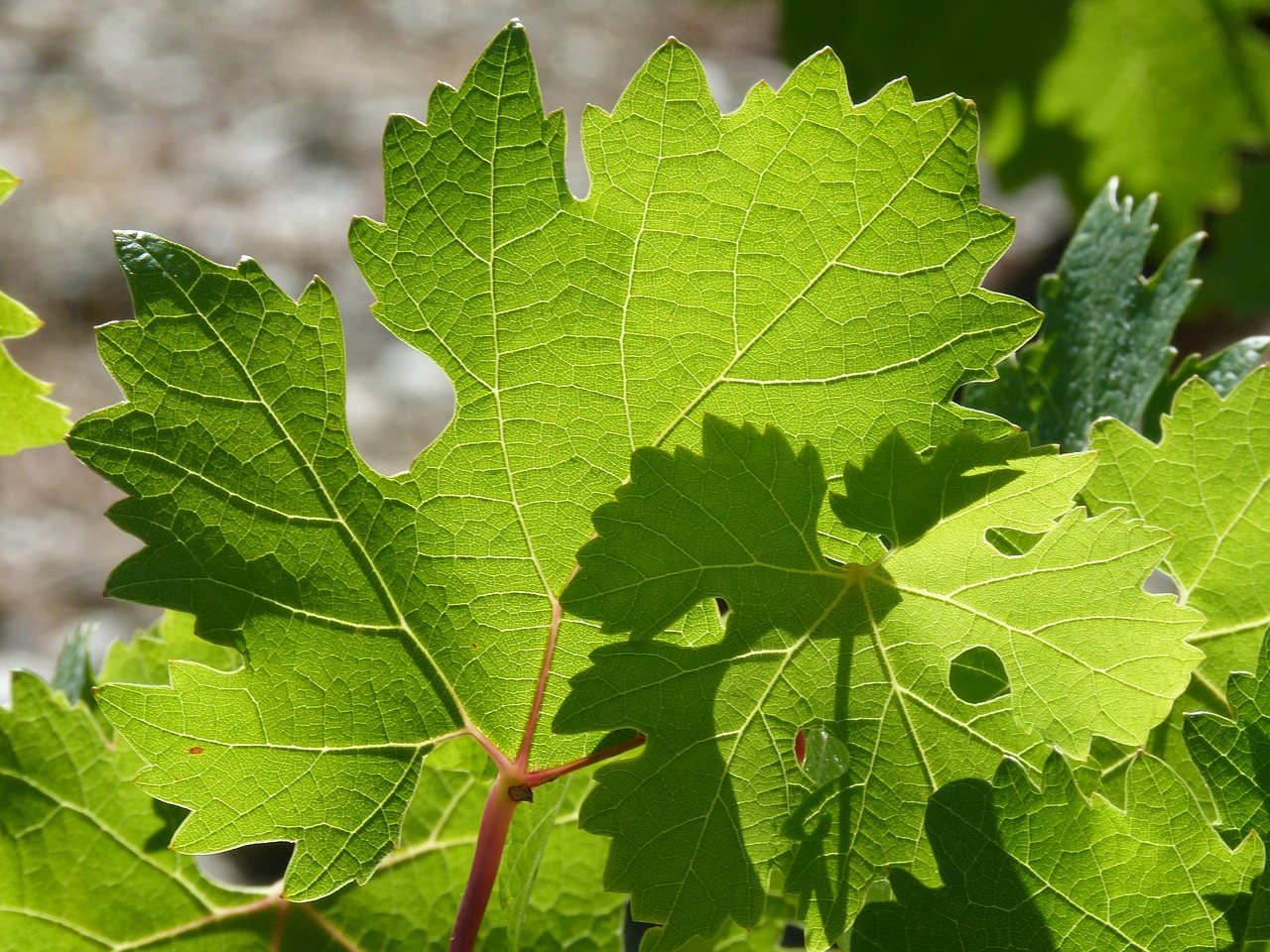 Image - vine leaves parra play of light