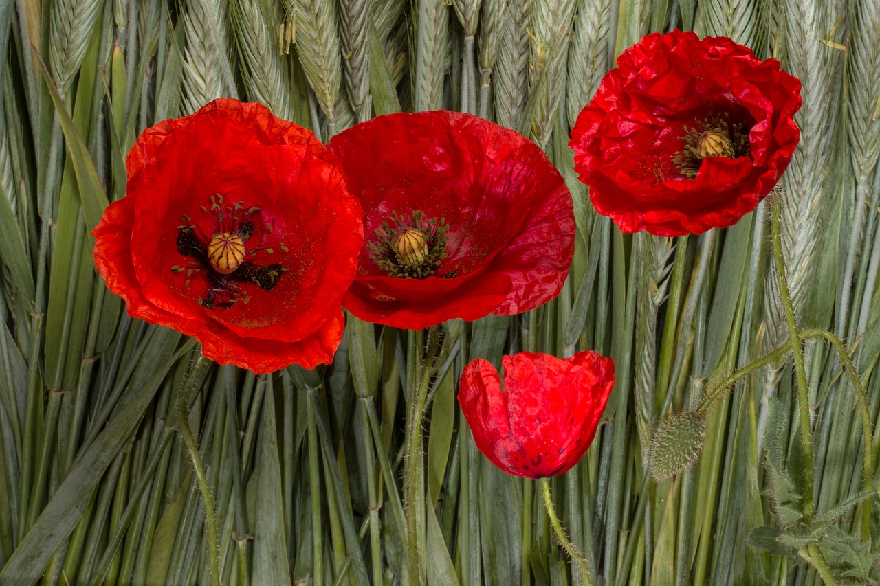 Image - poppy klatschmohn cereals