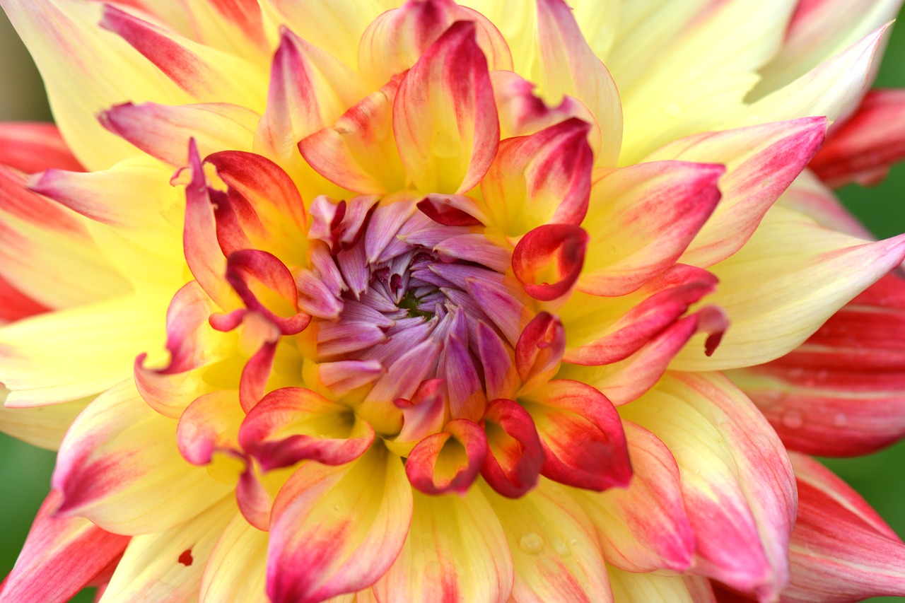 Image - flower nature dahlia yellow red