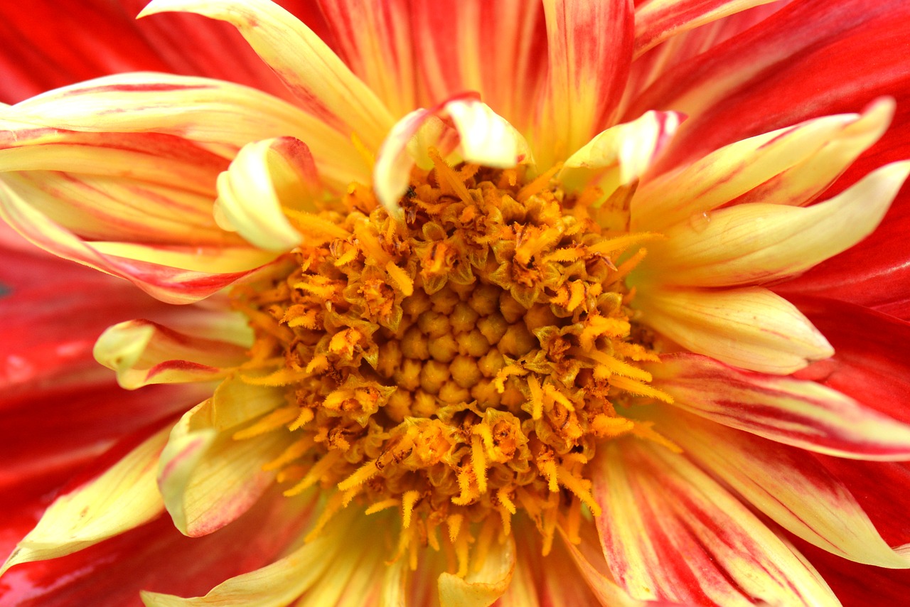 Image - flower nature dahlia yellow red