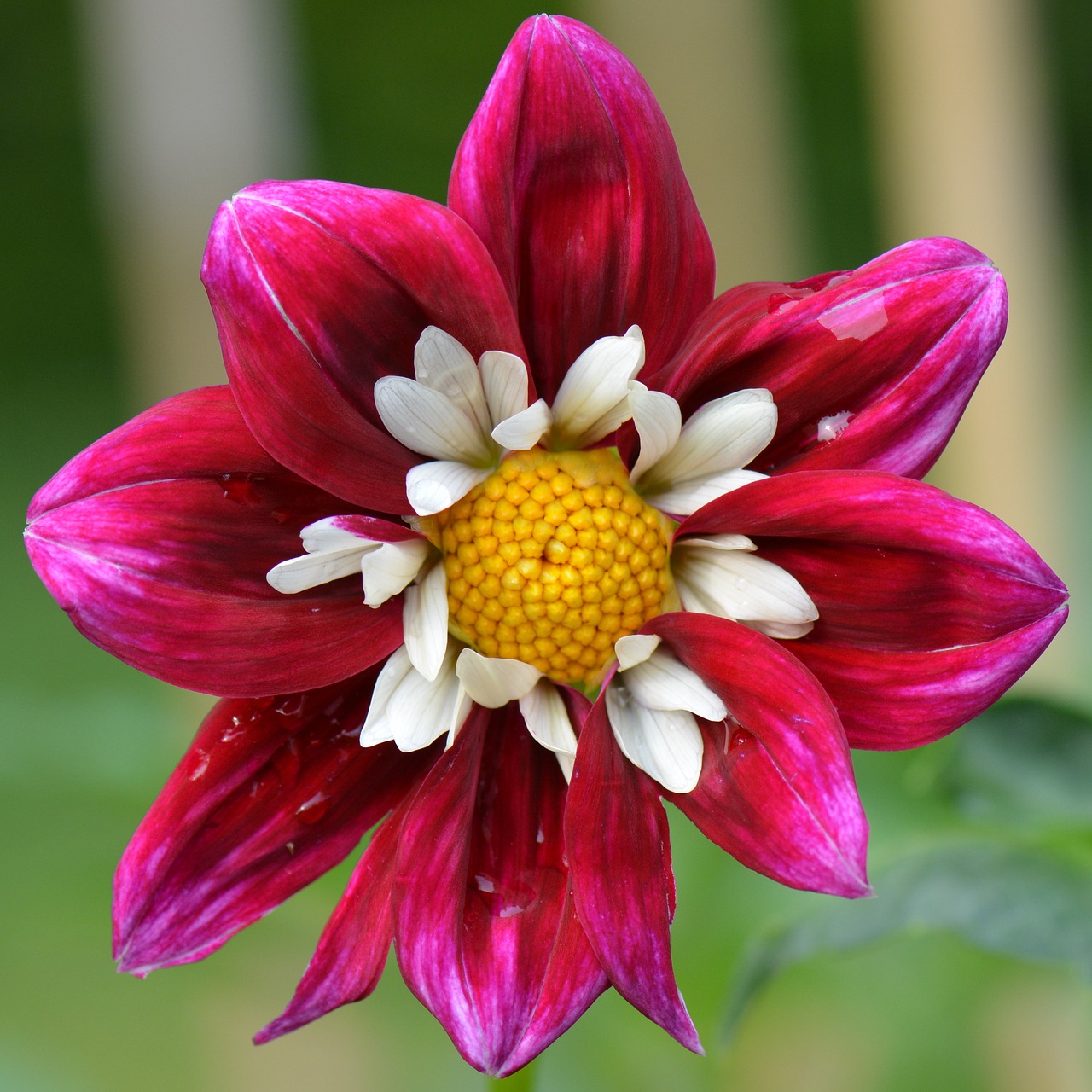 Image - flower nature dahlia white purple