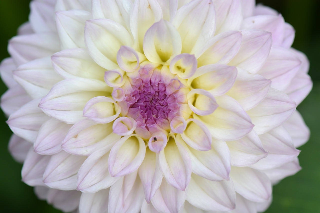 Image - flower nature dahlia white purple