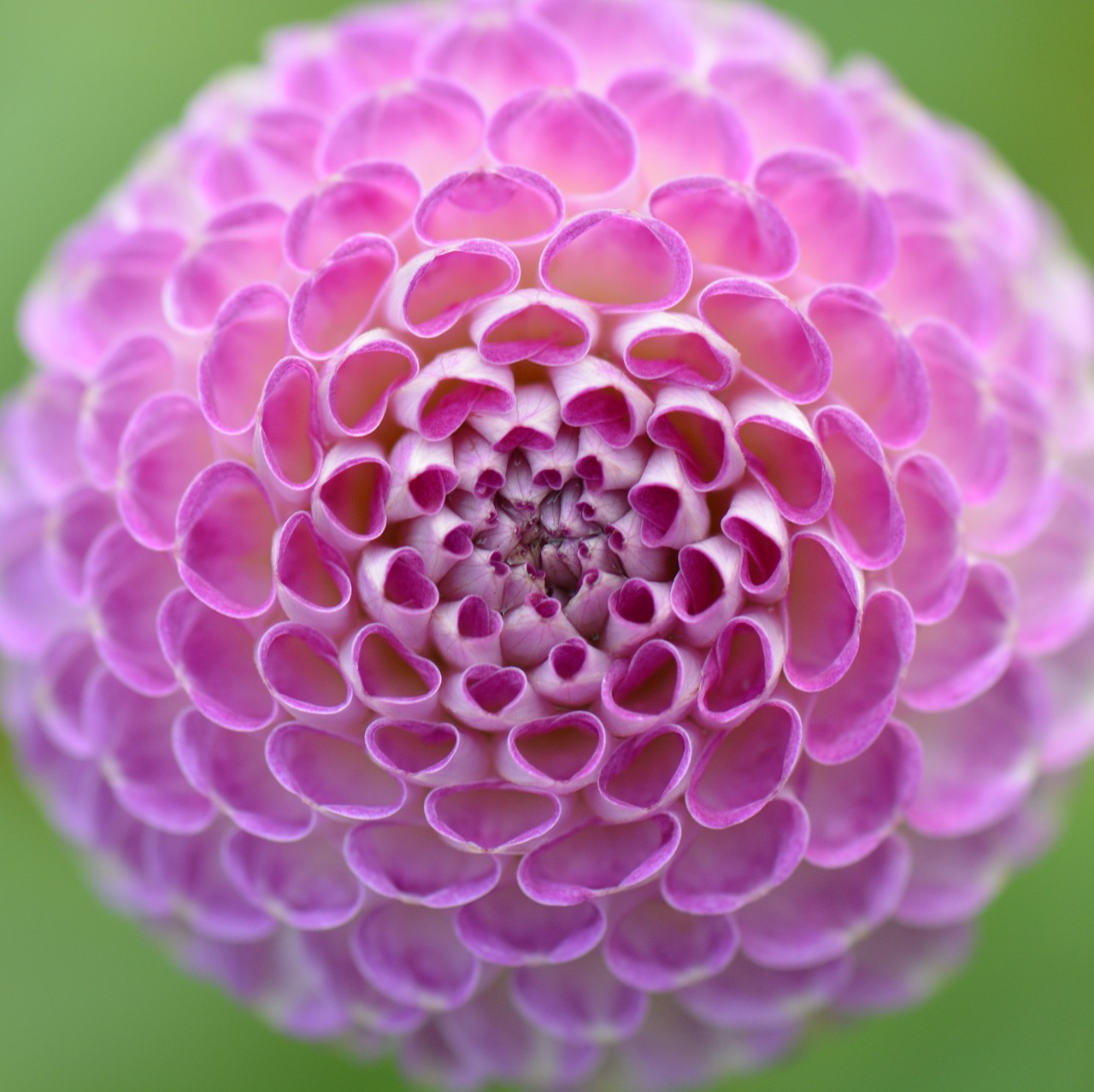 Image - flower nature dahlia purple beauty