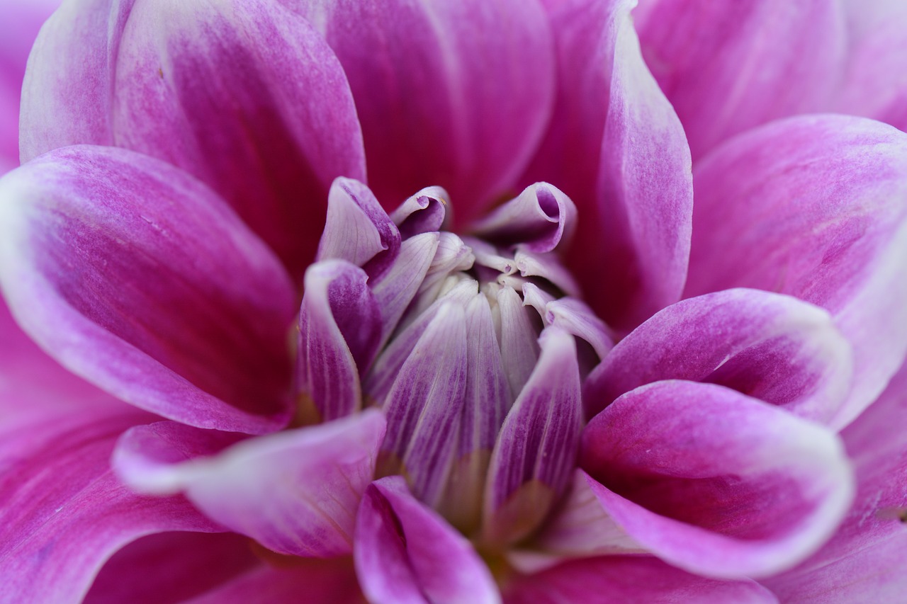 Image - flower nature dahlia purple beauty