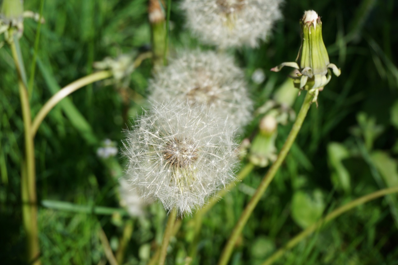 Image - dandelion faded seeds garden boll