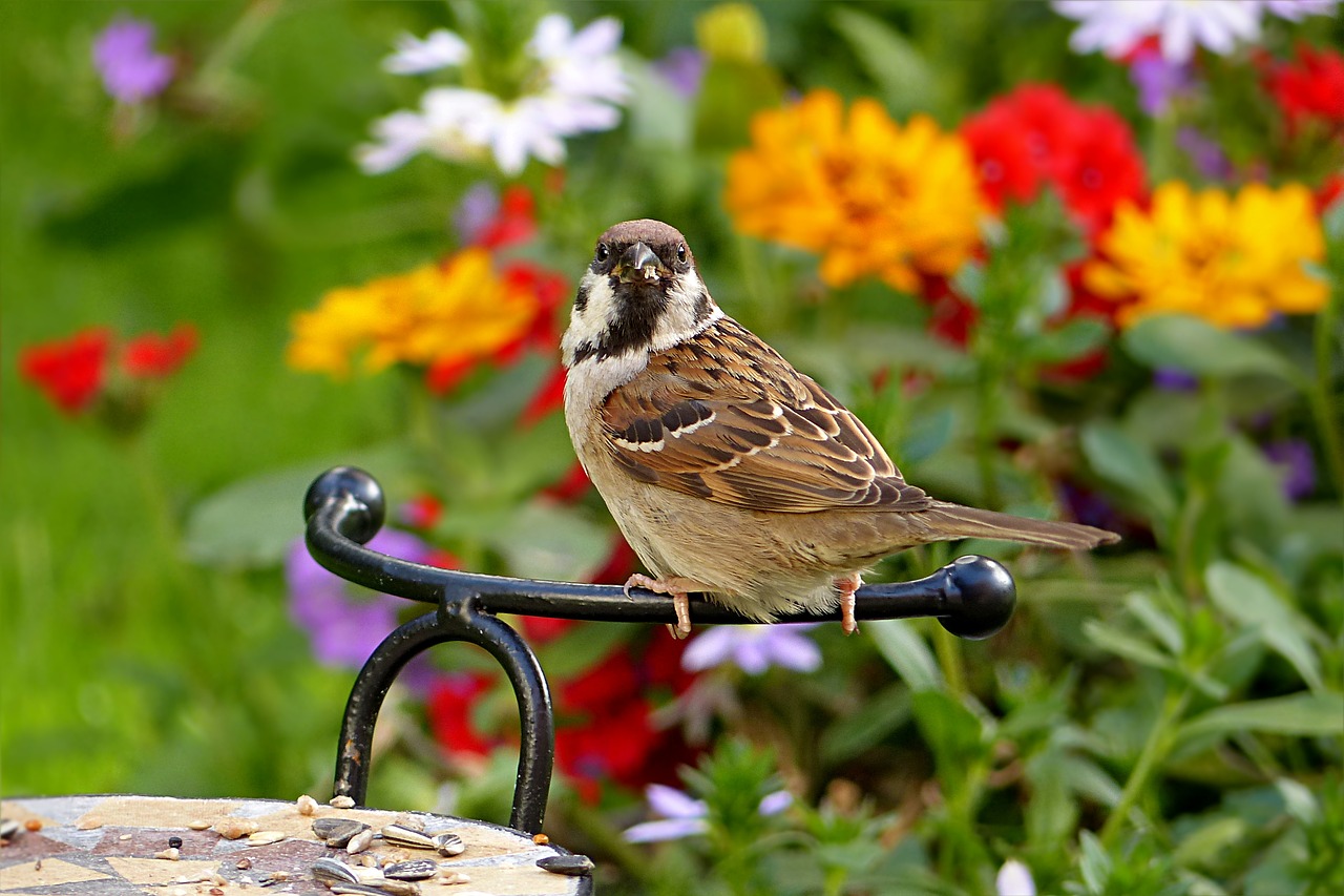 Image - sparrow passer domesticus bird