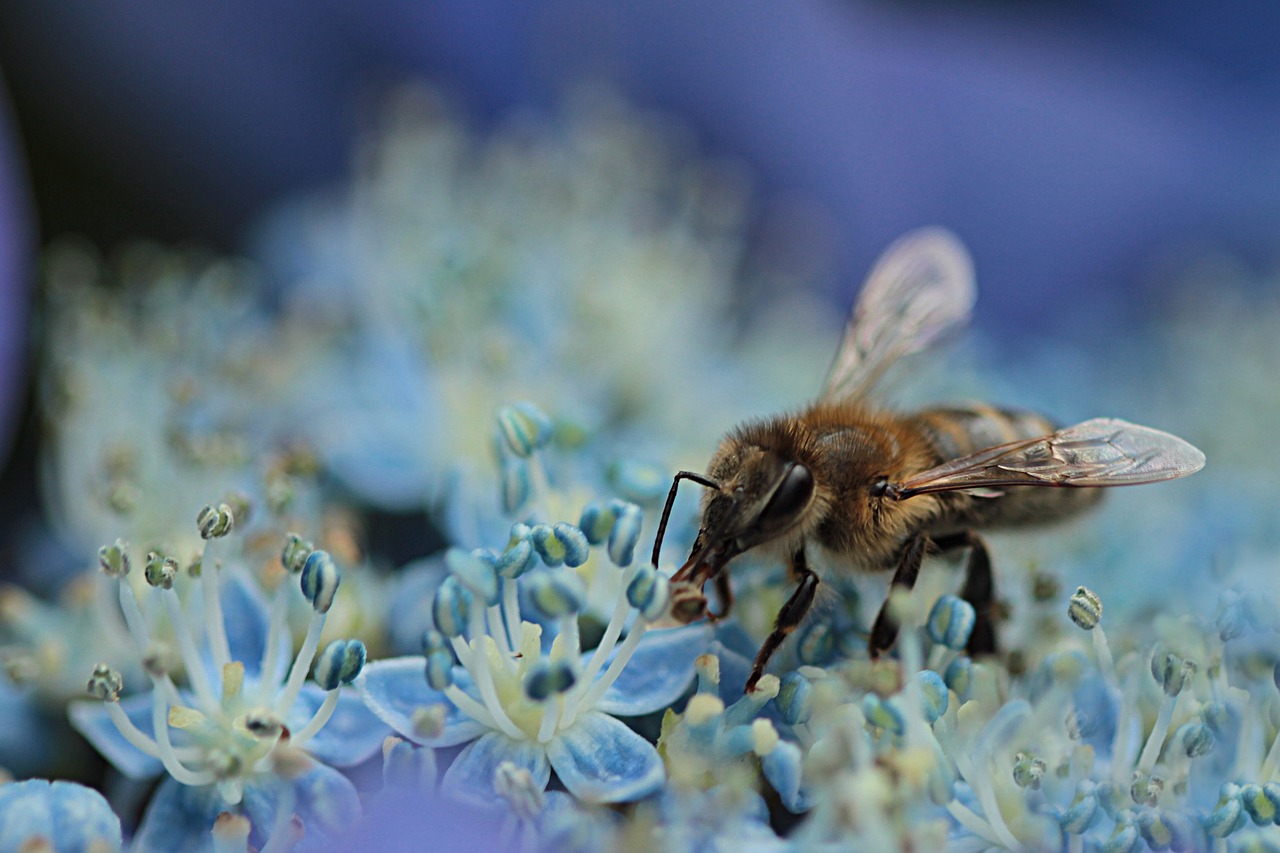 Image - bee honey bee apis insect nectar
