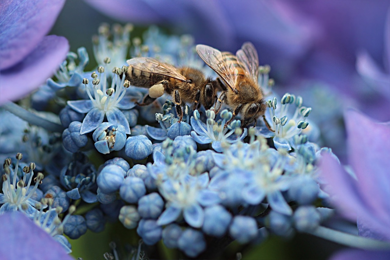 Image - bee honey bee apis insect nectar