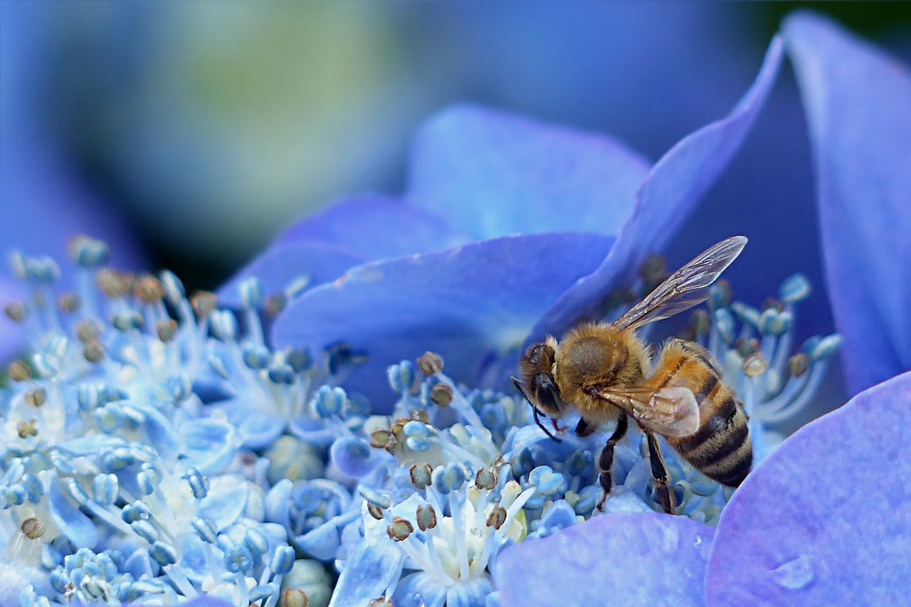 Image - bee honey bee apis insect nectar