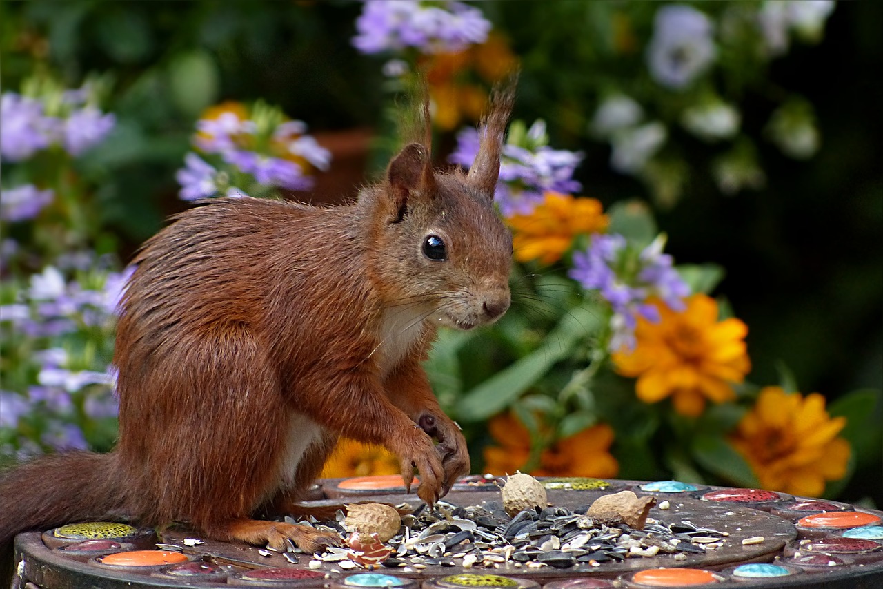 Image - squirrel sciurus vulgaris major