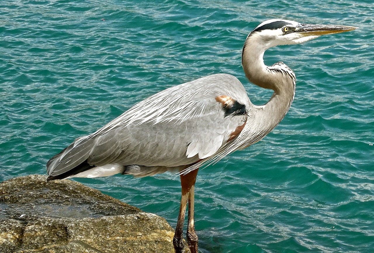 Image - great blue heron wildlife bird