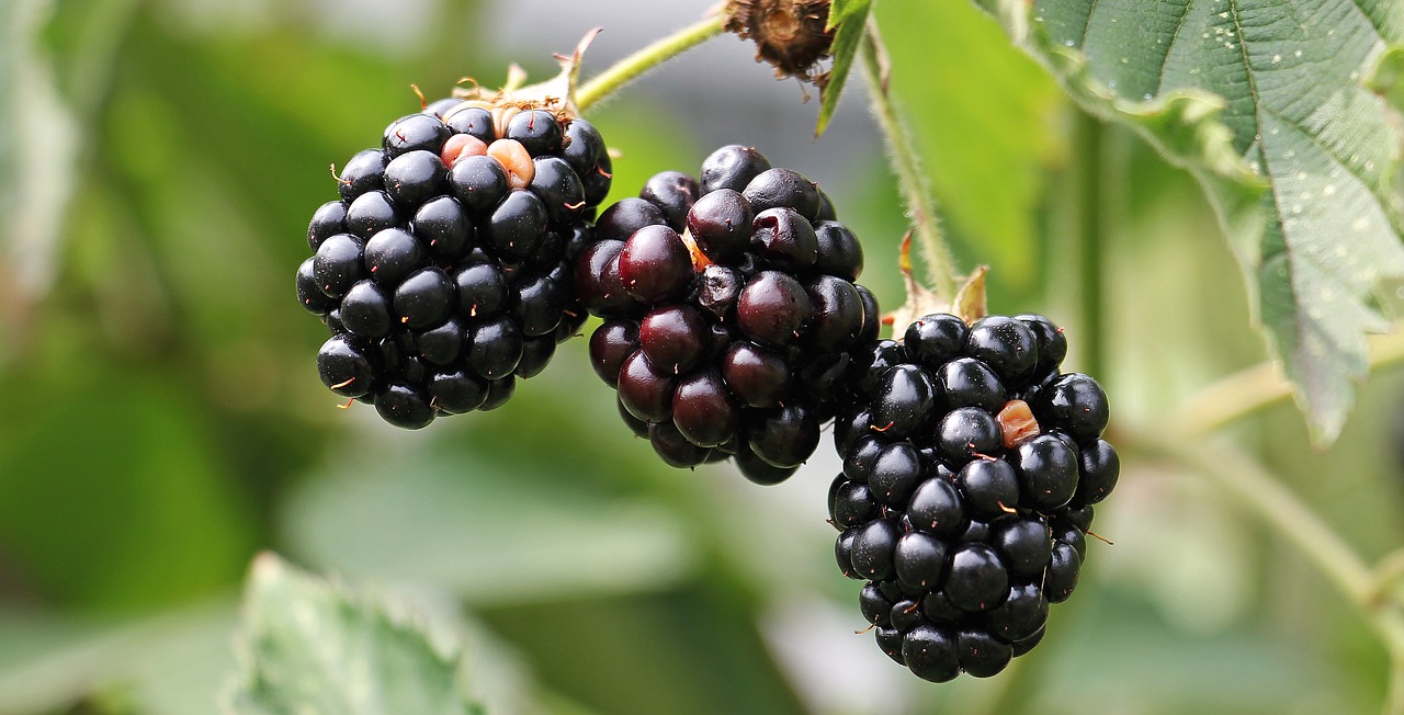 Image - blackberries bramble berries bush