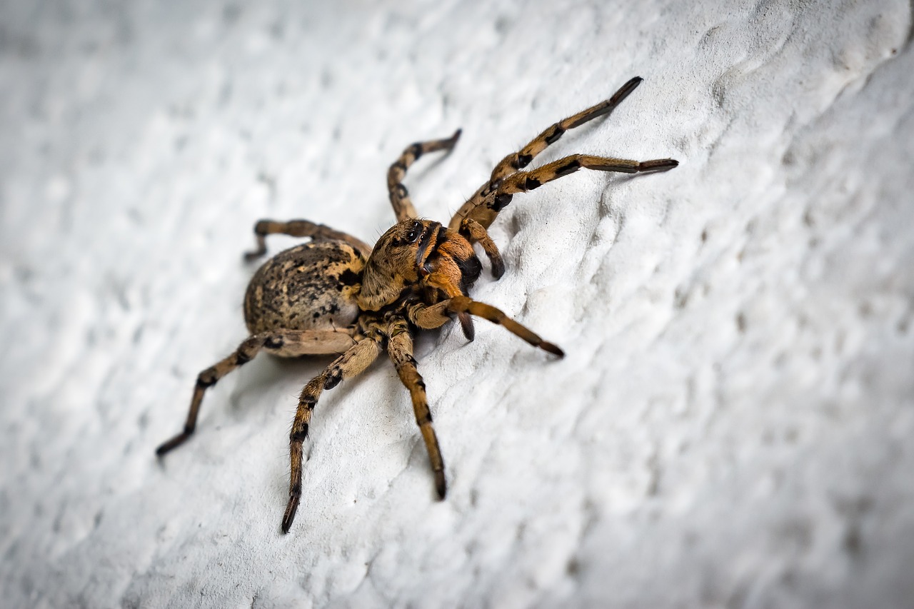 Image - cselőpók spider szongáriai cselőpók