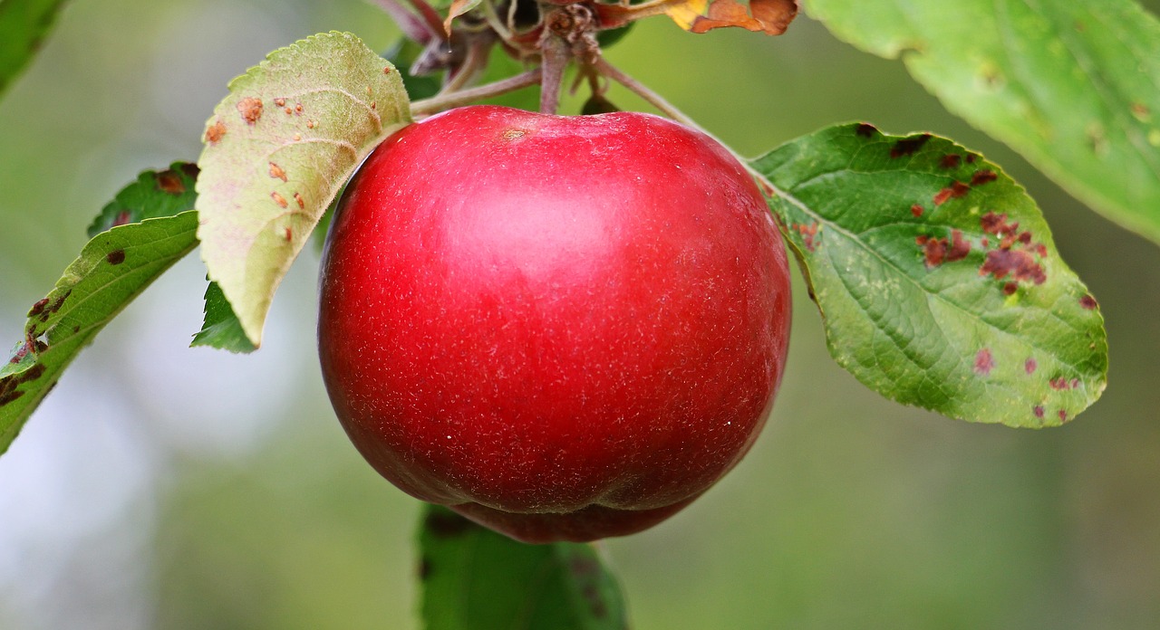 Image - apple apple tree kernobstgewaechs