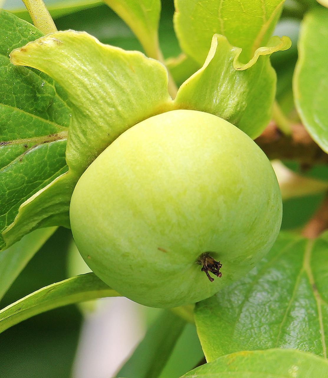 Image - kaki persimmon tree fruit exotic