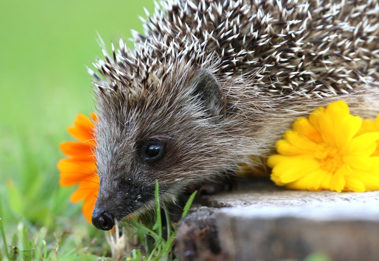 Image - hedgehog stump scratchy curiosity