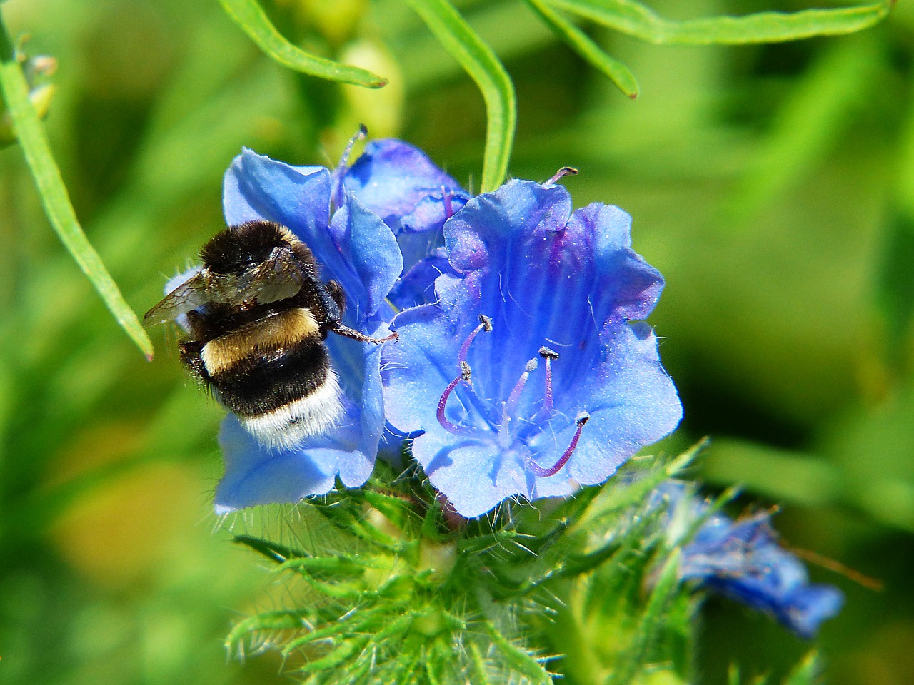 Image - bellflower hummel flower meadow