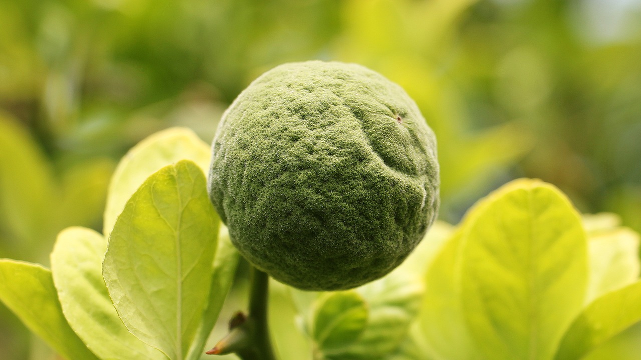 Image - trifoliate orange bitter orange