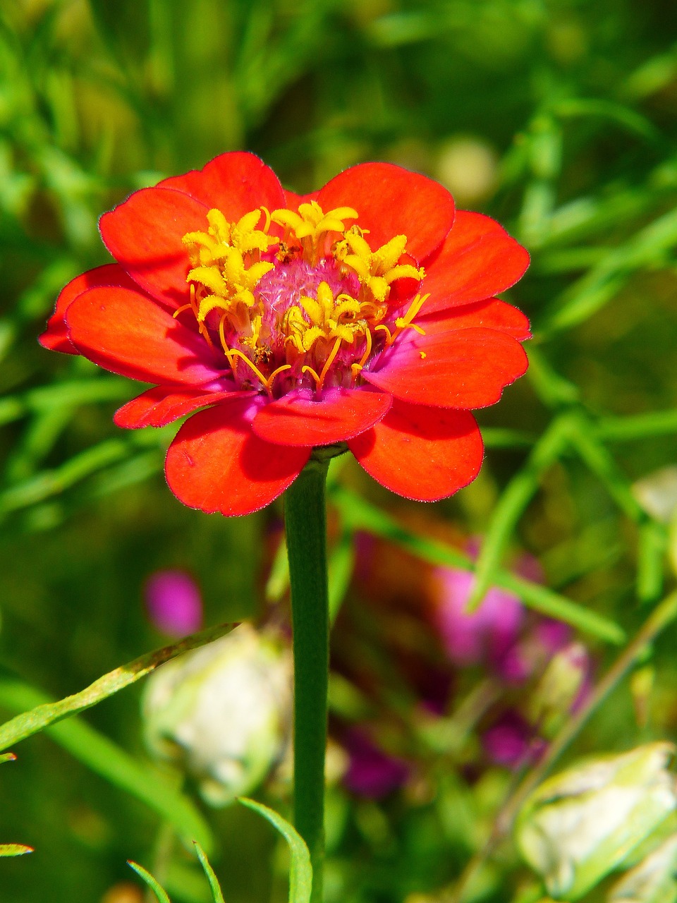 Image - zinnia red flower meadow