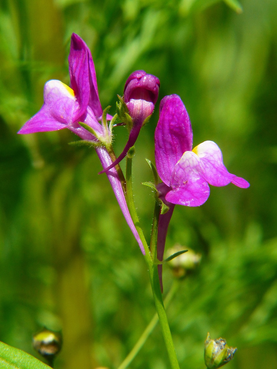 Image - roadside toadflax lein purplish