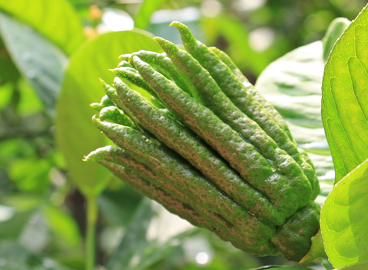 Image - buddha hand citron jewish apple