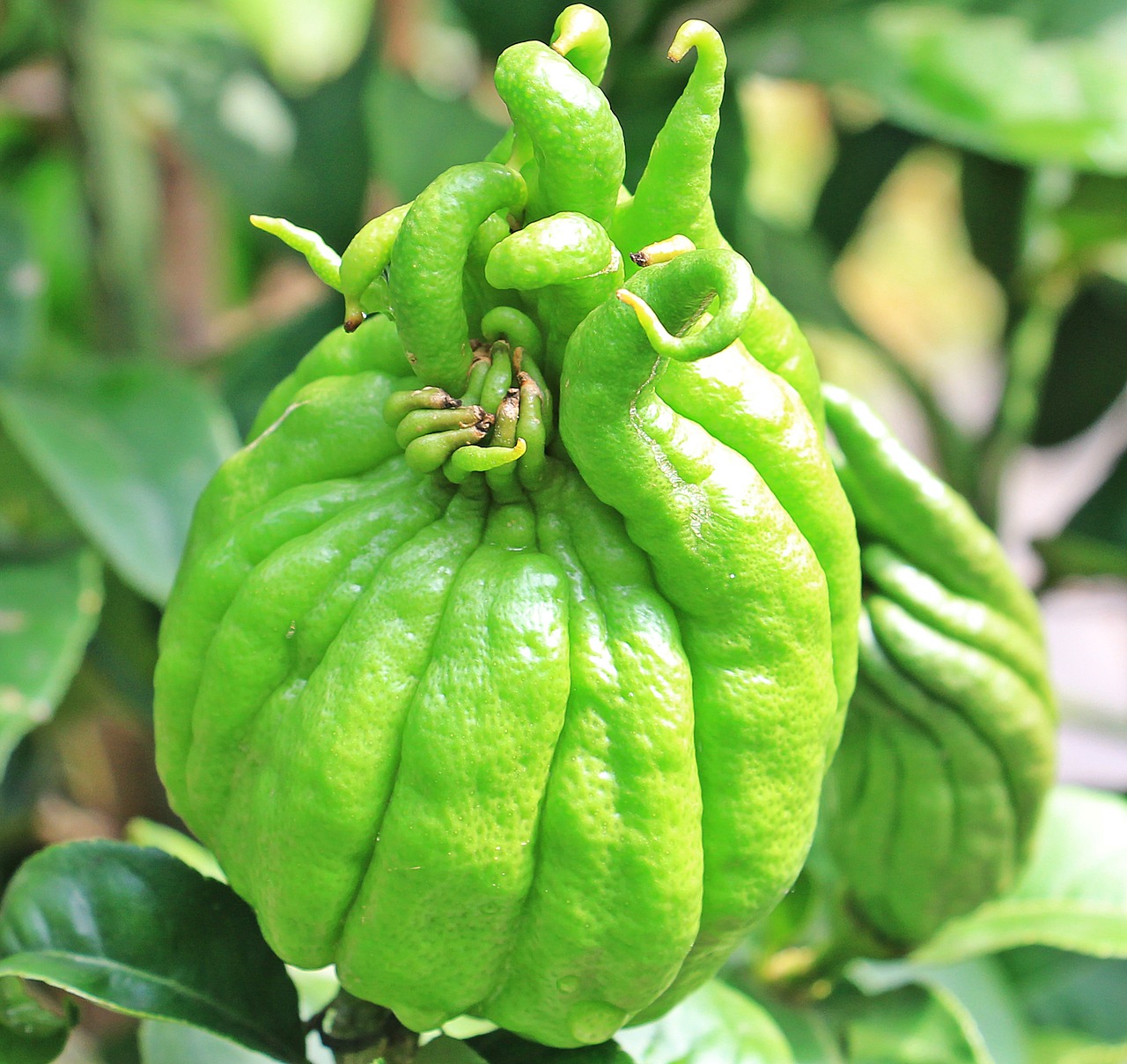 Image - buddha hand citron jewish apple