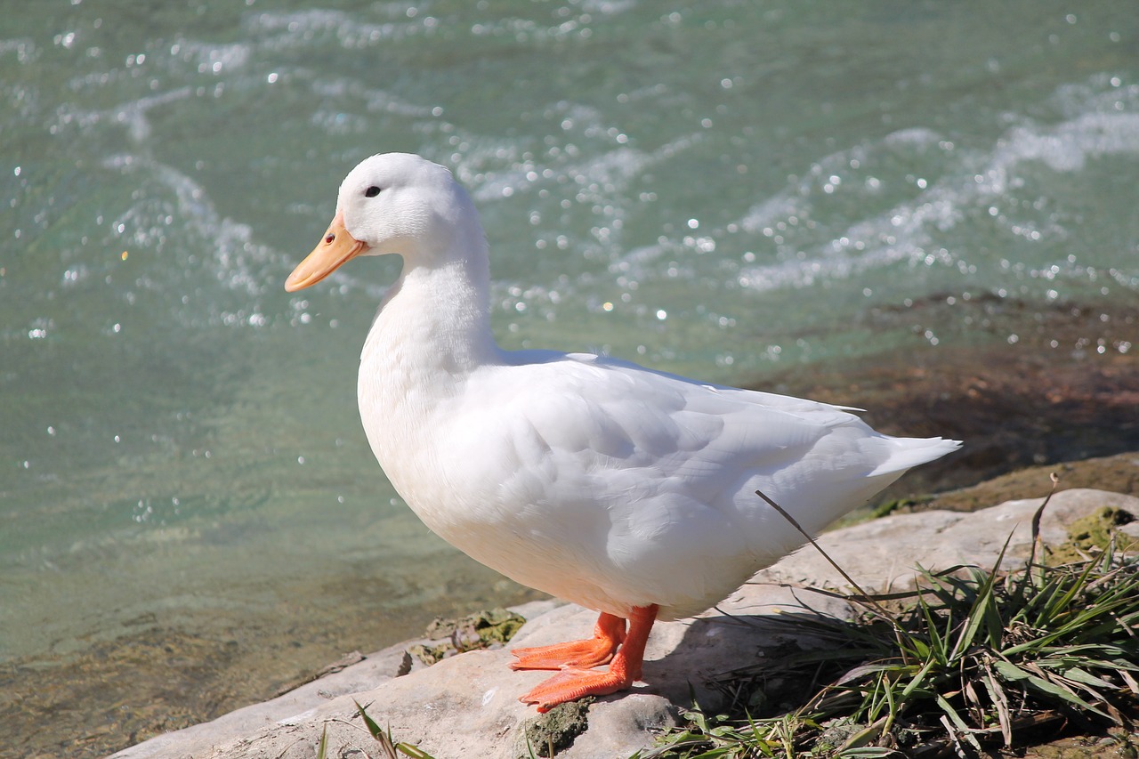 Image - duck creek bird white water