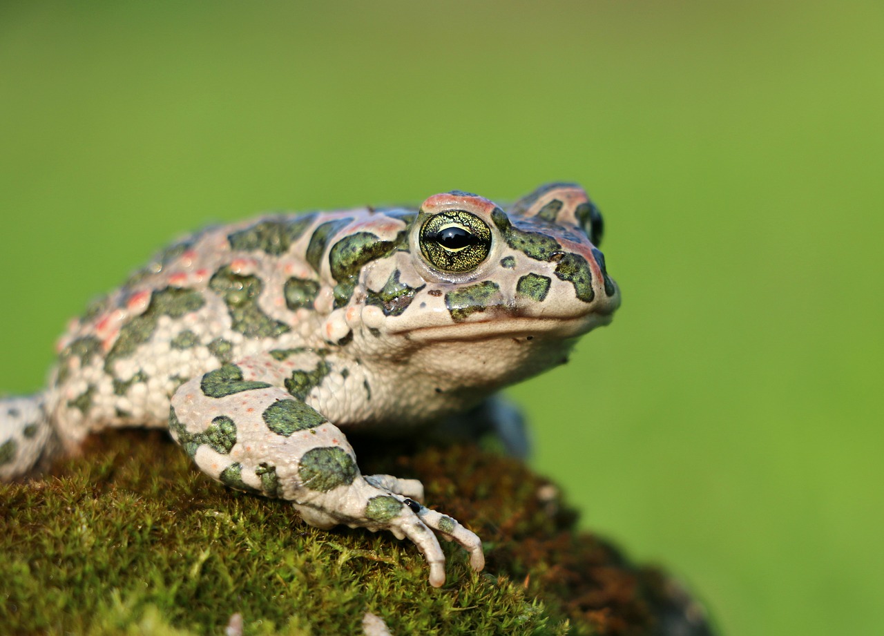 Image - frog toad moss camo tsarevna