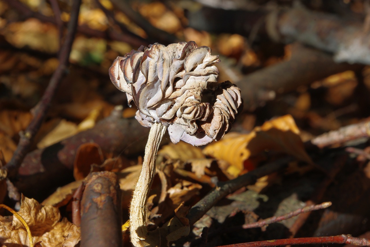 Image - mushrooms dry forest