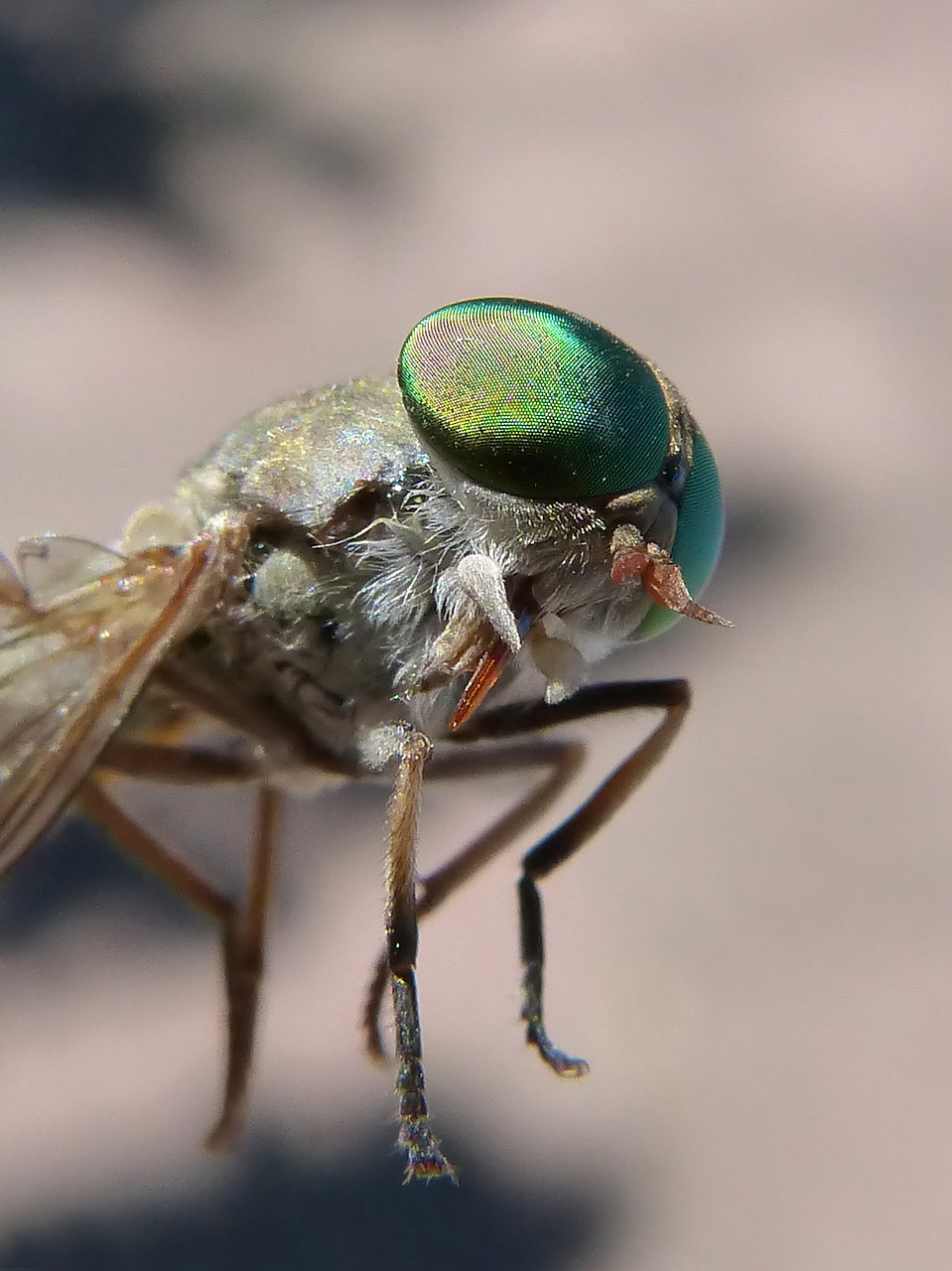 Image - horsefly compound eye tabanid