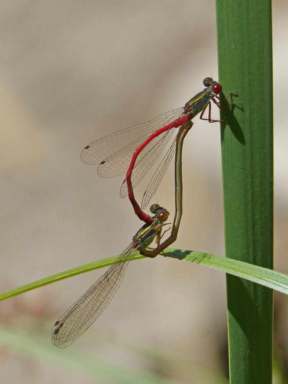 Image - dragonflies couple copulation