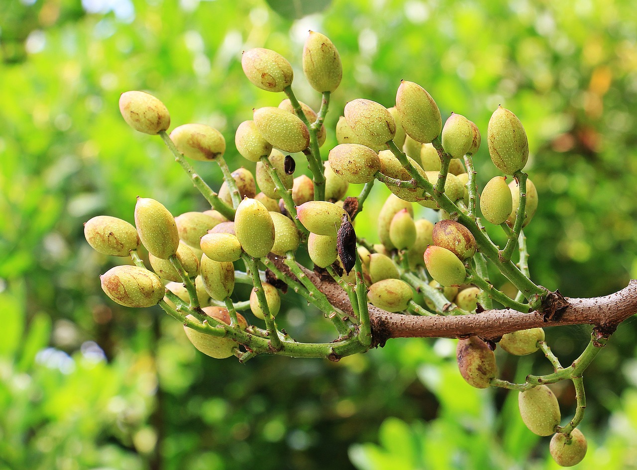 Image - pistachios pistachio tree tree