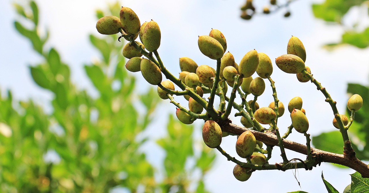 Image - pistachios pistachio tree tree